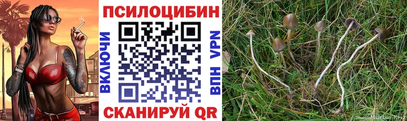 где продают   Конаково  Галлюциногенные грибы GOLDEN TEACHER 